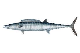 Maybe you would like to learn more about one of these? Wahoo Wikipedia