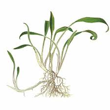 Unlike most other crypts, it does not significantly alter appearance when changing from its emerged to submerged form. Cryptocoryne Parva 106 Topf