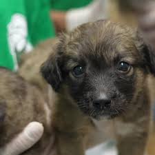 SOS Animal Rescue 🇷🇴 | Facebook