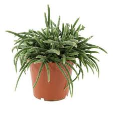 Cazip Fiyata Rhipsalis Baccifera Kaktus