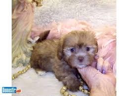 Shih Poo Puppies For Sale Shih Poo Puppies For Sale 800 Shih Poo Puppies Are The Best Companion Pet Because Shih Poo Puppies Maltipoo Puppy Puppies For Sale