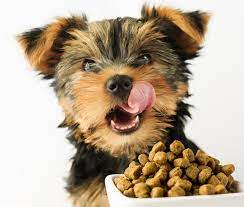 Product highlights royal canin yorkshire terrier adult canned dog food is specially formulated for purebred yorkshire terriers that are over 10 months of age. 10 Best Dog Food For Yorkies Options In 2021 Pet Territory