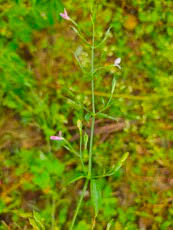 Image result for Dicliptera paniculata