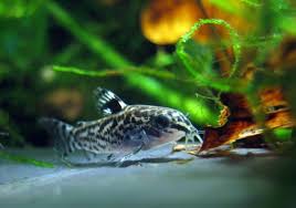 Cory Catfish And Betta Potential Scavenger Companion Betta Source