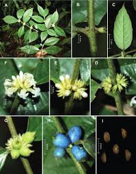 Image result for Lasianthus