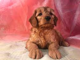 These include goldendoodles, labradoodles, aussiedoodles, bernedoodles, springerdoodles, newfypoos, cavapoos, and cockapoos. Male Standard Goldendoodle Puppies For Sale Ia Mn Il 950