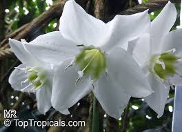 Eucharis lily / amazon lily flower bulbs. Eucharis Grandiflora Amazon Lily Toptropicals Com