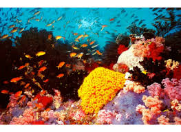 Great Barrier Reef Michelle S Three Australian Landforms