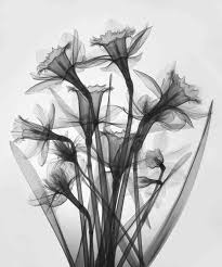 X Ray Of Daffodils Xray Art Xray Flower Flowers Photography