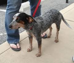German Shorthair Pointer Blue Heeler Mix Wonder If This Is What Smokey Is Australian Cattle Dog Mix Cattle Dogs Mix German Shorthair