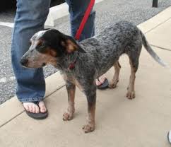 Stripe heeler (also known as uncle stripe) is a secondary character that has appeared in multiple episodes of bluey. German Shorthair Pointer Blue Heeler Mix Wonder If This Is What Smokey Is Australian Cattle Dog Mix Cattle Dogs Mix German Shorthair