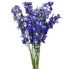 Volkenfrieden Delphinium Fiftyflowers Com