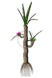 Image result for Stolzia williamsonii