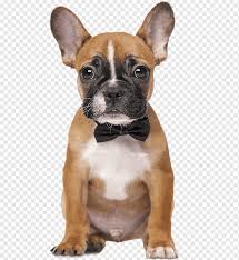 Fransiz Bulldog Oyuncak Bulldog Olde Ingilizce Bulldogge Kopek Kopek Banyosu Memeli Etobur Evde Beslenen Hayvan Png Pngwing