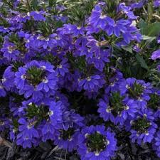 Image result for foto Vějířovka