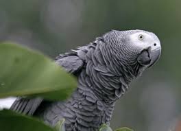 African Grey Parrot African Grey Biting