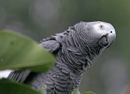 african grey parrot african grey biting