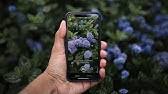 Mar 22, 2021 · best plants for dyeing. This App Will Save Your Plants From Dying Future Blink Youtube