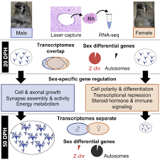 Emergence of sex-specific transcriptomes in a sexually dimorphic brain  nucleus: Cell Reports