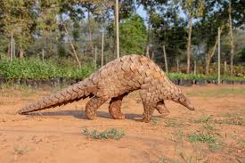 Over 1,200 pangolins trafficked in India in 5 years: Report