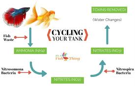 How To Cycle A Fish Tank Easy To Follow Step By Step Guide In 2020 Fish Tank Betta Fish Care Fish Care