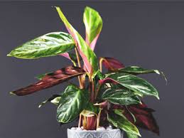 Separate the new plant at the roots and place it in soil—water as usual, and place in a warm and humid place to help it grow properly. Calathea Plant Care Growing Watering Requirements Propagation Plant Index
