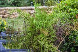 Image result for Parkeriaceae