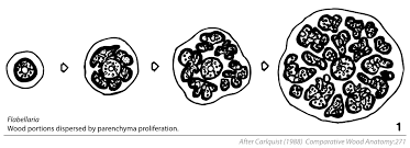 Image result for Flabellaria