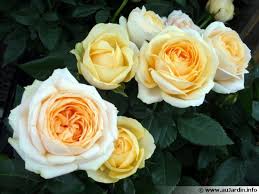 Un vrai éclat au jardin ou au balcon ! La Culture Des Mini Rosiers