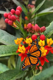 Image result for Asclepias curassavica