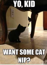 Pin By Jayme Scholtes On Cats Funny Animals Funny Animals With Captions Funny Animal Pictures