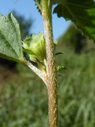 Image result for Malvastrum coromandelianum