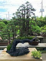 Bonsai Outdoorbonsai Bonsai Forest Bonsai Tree Bonsai Garden