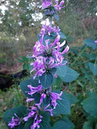 Image result for Hypoestes triflora