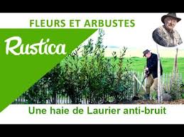 We did not find results for: Le Laurier Palme Ideal Pour Une Haie Isolante Phonique Youtube
