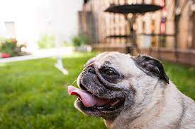 How To Keep Pugs Frenchies Flat Faced Breeds From Overheating