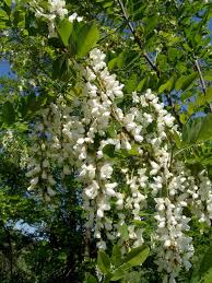 Image result for Pseudoprosopis