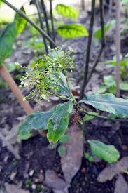 Image result for Aneilema zebrinum