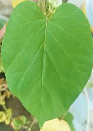 Image result for Telosma