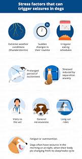 Dog Seizures Triggers Causes Treatments Canna Pet Dog Seizures Epilepsy In Dogs Dog Care