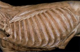 What does it mean when a dog has extra ribs? Thorax Veterian Key