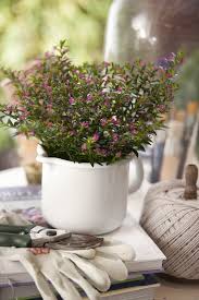 лунный календарь для комнатных растений на 2019 год таблица Kufeya Cuphea Plants Planter Pots Planters