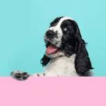 Tail Wagging Tutors