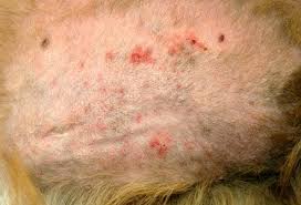 Skin Problems In Dogs Slideshow Dog Skin Infection Dog Allergies Dog Skin Problem