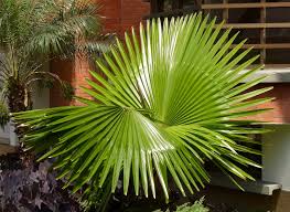 Maybe you would like to learn more about one of these? Facherpalme Washingtonia Pflege Vermehrung Majas Pflanzenwelt