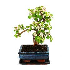 Aphids are a common pest that infests plants, with bonsai trees being no exception. Bonsai Rarity Portulacaria Afra Variegata Jade Tree Small Leave