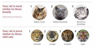 The tests are aimed at breeders, using the same type of genotyping as kits like 23andme. Review My Cat S Basepaws Dna Results Was It A Scam