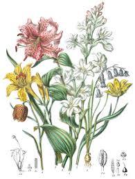 Image result for Liliaceae