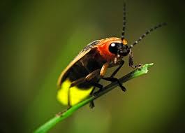 نتیجه جستجوی لغت [fireflies] در گوگل
