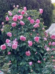 コテージ ローズ